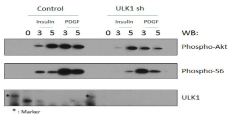 ULK1의 발현이 억제된 마우스 세포주에서 인슐린 또는 성장인자 자극을 준 후 신호전달 관찰
