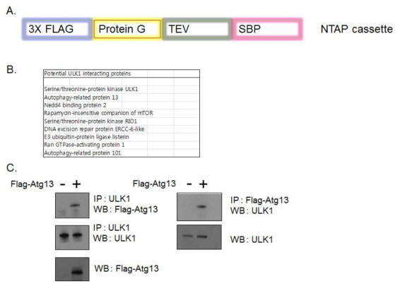 NTAP-ULK1(Atg1) 클로닝과 결합 단백질 동정. (a) NTAP cassette (Modified TAP cassette) 제작, (b) NTAP-Atg1과 결합하는 후보 단백질들, (C) ULK1과 Atg13의 결합 재확인