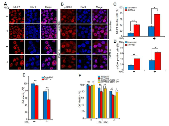 SIRT1 결핍 시 산화 스트레스 하에서 DNA 손상 반응과 세포 사멸 관찰. (A)와 (C), SIRT1의 발현을 줄인 세포에서 산화 스트레스를 주고 53BP1 foci 관찰, (B)와 (D) SIRT1의 발현을 줄인 세포에서 산화 스트레스를 주고 γH2AX foci 관찰, (E) SIRT1이 결핍된 세포에서 산화 스트레스 하에서 세포 사멸 증가를 관찰, 그리고 (F) SIRT1이 없는 마우스 섬유 아세포에 SIRT1 WT 또는 SIRT1 HY를 과발현해놓고 산화 스트레스 하에서 세포 사멸 관찰