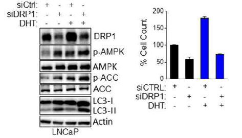 DRP1 저해에 의한 AMPK의 인산화와 Autophagy를 증가와 암세포 성장 억제