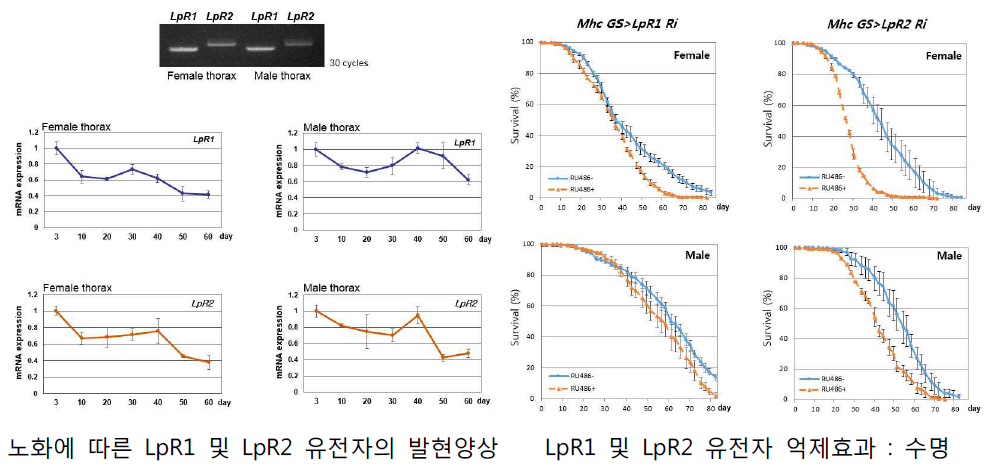신규 노화모델 LpR1의 유전자 발현 및 수명분석