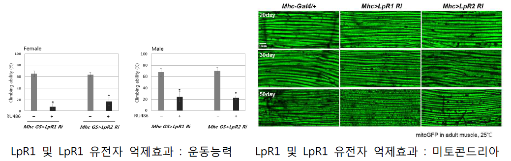 신규노화 모델 LpR1에서의 운동능력 및 미토콘드리아 형태 분석