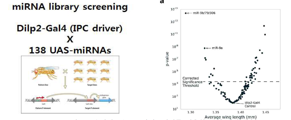 초파리 miRNA 라이브러리를 이용한 개체 성장분석