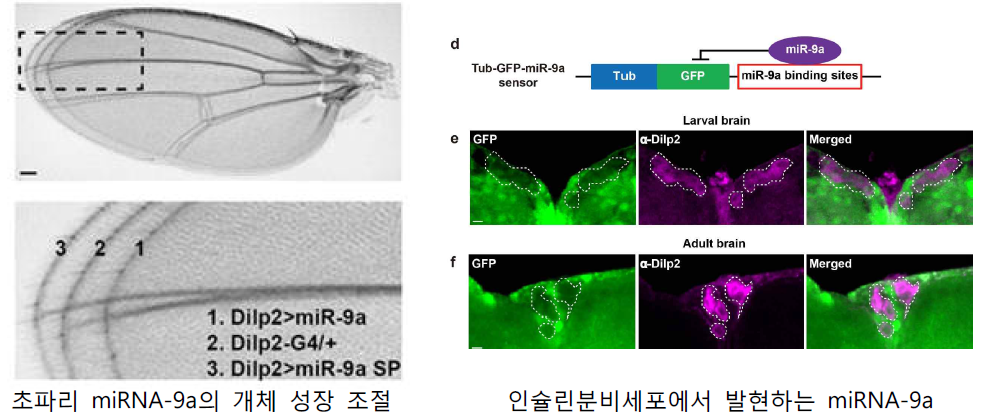 초파리 인슐린 분비세포 특이적으로 개체성장 조절을 하는 miRNA
