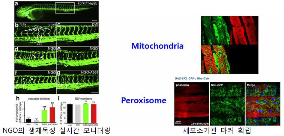 미토콘드리아 칼슘을 조절하는 PLK1 단백질의 기능