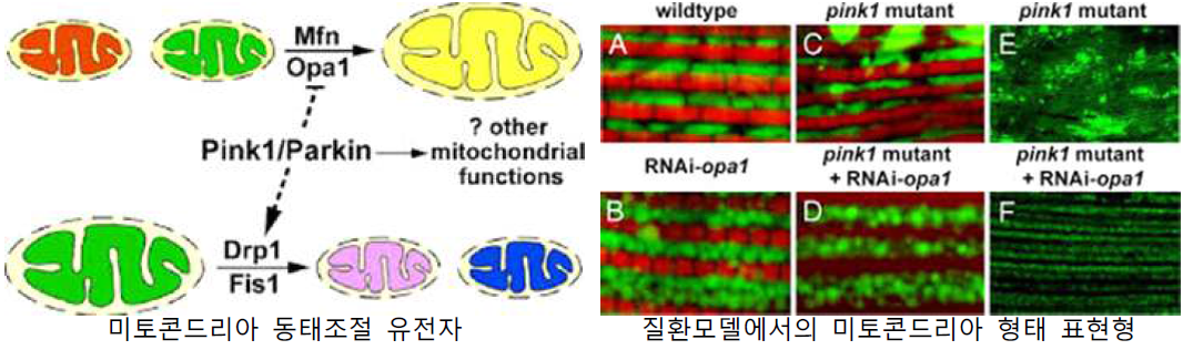 miRNA에 의한 미토콘드리아 동태 분석