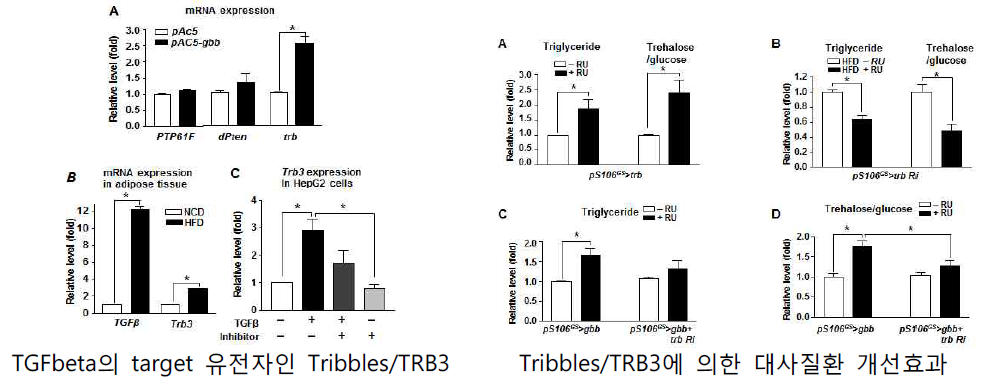 체액성 인자 TGFbeta의 새로운 타겟유전자 Tribbles/TRB3