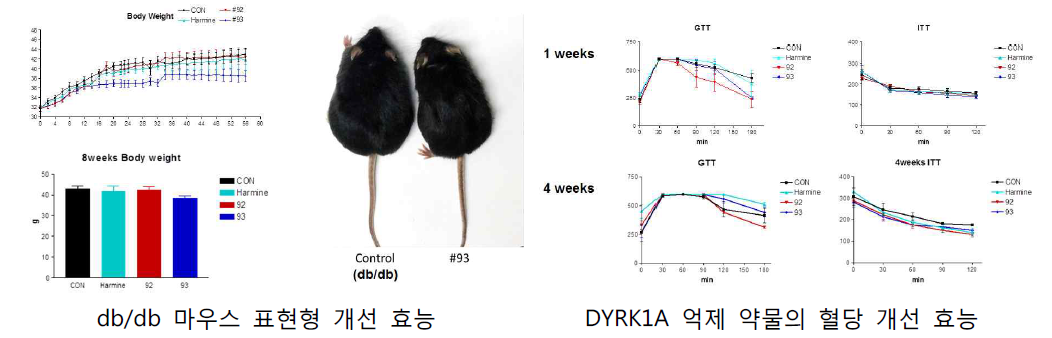 DYRK1A 억제 후보물질의 대사질환 개선 효능