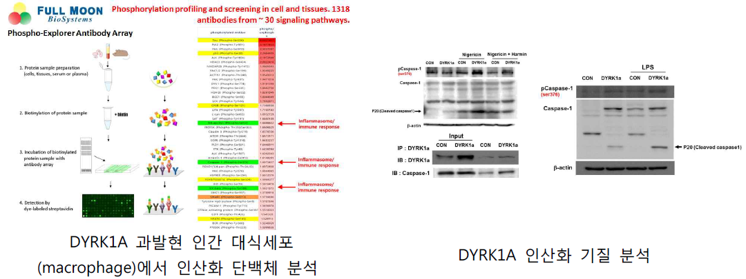 DYRK1A 기질 단백질 인산화 분석