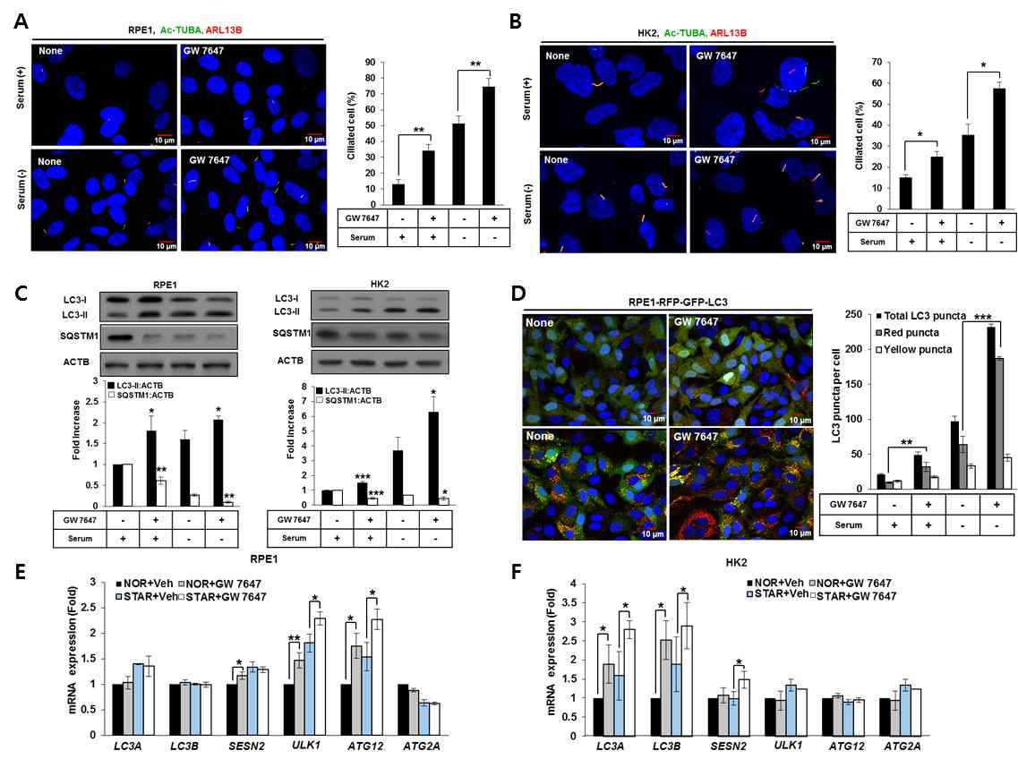 The PPARA ligand promotes ciliogenesis and upregulates autophagy in mammalian cells