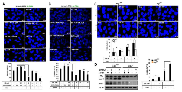 The PPARA ligand promotes ciliogenesisvia the process of autophagy in mammalian cells