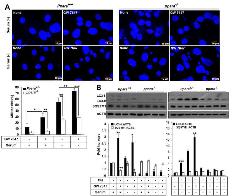 Ciliogenesis requires PPARA-mediated activation of autophagy