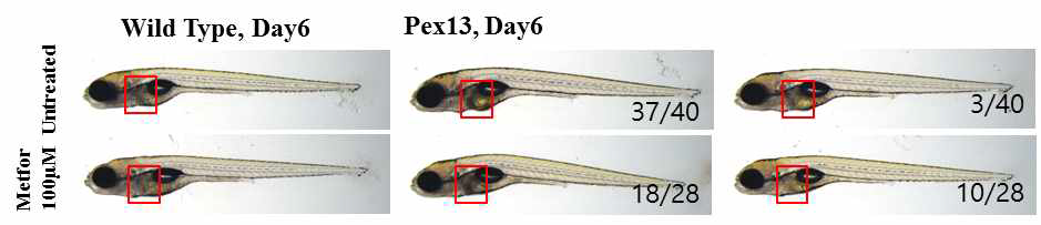 pex13 돌연변이 제브라피쉬에 metformin 처리시 지방간 표현형 회복 결과