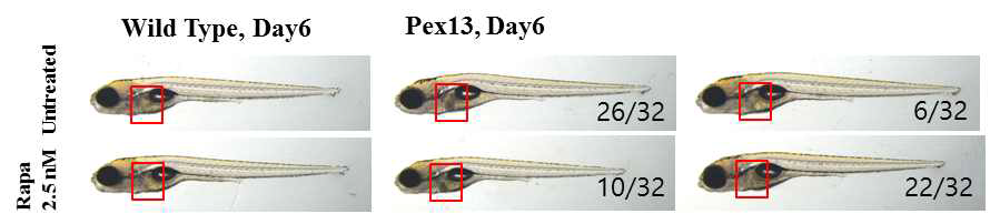 pex13 돌연변이 제브라피쉬에 rapamycin 처리시 지방간 표현형 회복 결과