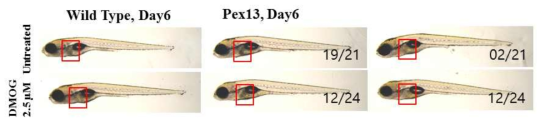 pex13 돌연변이 제브라피쉬에 DMOG 처리시 지방간 표현형의 회복