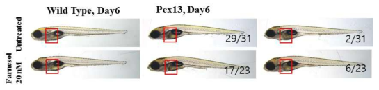 pex13 돌연변이 제브라피쉬에 Farnesol 처리시 지방간 표현형의 회복