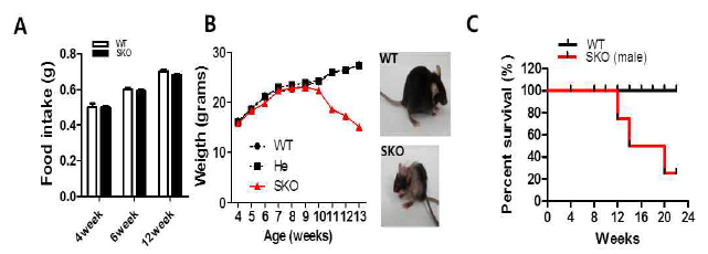 근육 특이적 Crif1 KO 마우스의 food intake (A), 몸무게 변화 (B) 및 생존율 (C)