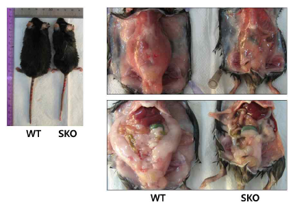근육 특이적 Crif1 KO 마우스 지방조직의 감소