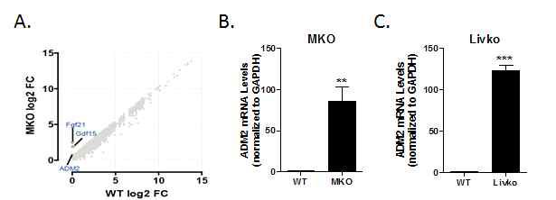 RNAseq 및 MKO/Livko의 Adm2 mRNA 변화