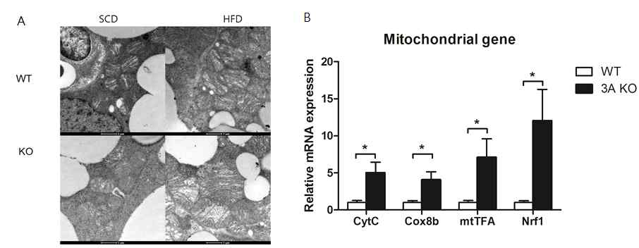 WT과 Htr3a -/- mouse 갈색 지방의 식이에 따른 미토콘드리아 비교
