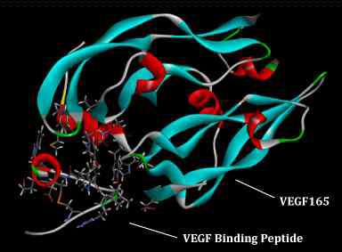 VEGF 결합 펩타이드와 선택적 결합 실험을 위한 표적 단백질 VEGF의 설계, 합성 및 발현