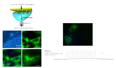 나노 waveguide를 이용한 세포 내의 국소 형광 자극 및 광유전학 실험
