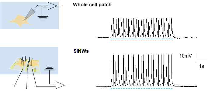 기존 patch clamp(위)와 나노선 소자(아래)를 이용한 세포 내 신호 측정