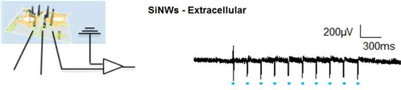 나노선 소자를 이용한 세포 외(extracellular) 신호 측정