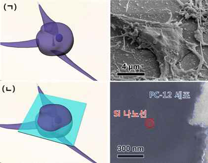 바이오 전자현미경 결과. (ㄱ) 수직형 실리콘 나노선 기반에 분주되어 배양된 PC-12 세포 및 (ㄴ) 세포내 기질로 침투된 기판 상단에 성장한 실리콘 나노선과 세포 단면 사진