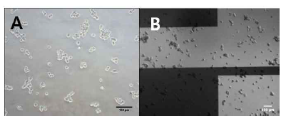 A. 센서 외부 cell media에 생장한 HEK293T cell 의 모습 B. 생화학 이온 센서 위에 HEK293T cell