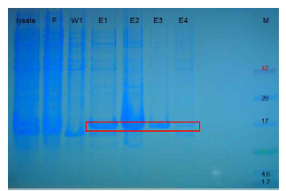 hDM2 단백질 발현 확인을 위한 SDS-PAGE 실험 결과