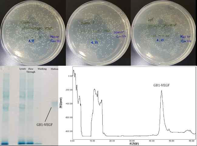 제작한 vector를 transformation하여 발현한 VEGF를 생산하는 Cell(상단) 및 SDS-PAGE를 통해 확인한 Ni-NTA column 정제 결과(좌측 하단)와 HPLC를 통한 정제 결과 그래프(우측 하단)