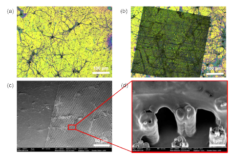 표면처리가 된 나노튜브 어레이위에 배양된 신경세포. (a) 나노튜브어레이가 없는 영역에 배양된 신경세포의 광학 현미경 이미지 (b) 나노튜브어레이가 있는 영역에 배양된 신경세포의 광학현미경 이미지 (c, d) 나노튜브어레이가 있는 부분에 배양된 신경세포 및 어레이의 SEM 이미지