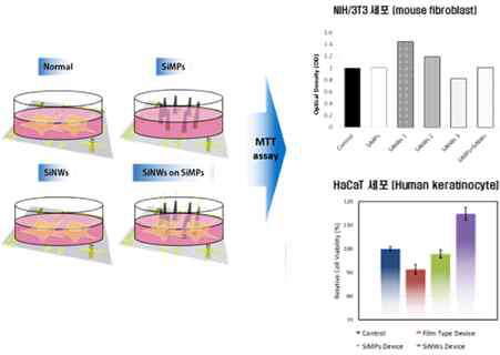 나노기반 센서의 생쥐 및 인간 피부세포 MTT assay 결과