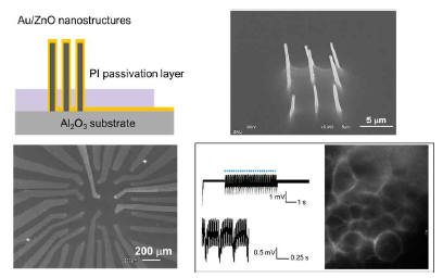 투명한 nanorod 기반 세포 신호 측정 소자의 구조 및 이를 이용해 측정한 세포 신호와 세포의 이미지