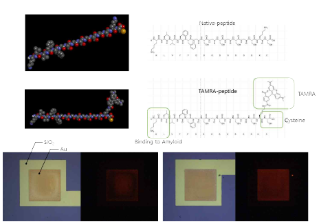 소자의 다양한 질병마커 적용가능성 및 새로운 소자 디자인 검증을 위한 β-amyloid 검출용 인공항체디자인 (위)과 형광 펩타이드를 활용하여 펩타이드의 소자 부착성을 나타내는 형광 이미지 (아래)