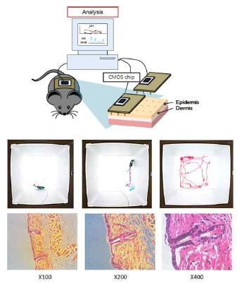 복합 센서의 동물모델에 부착 후 운동성 테스트 및 H&E staining 검사