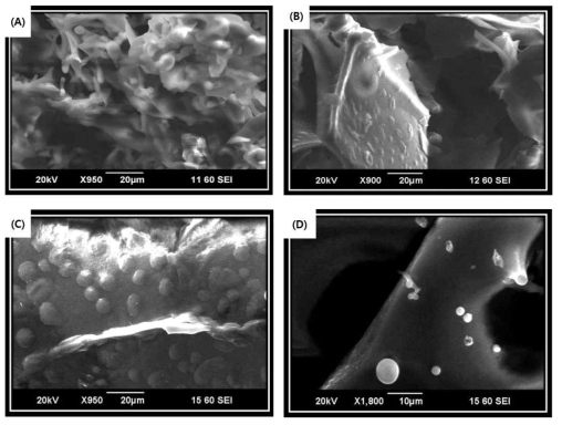 Trehalose 농도에 따른 동결건조 후 NLC 입자 SEM images. (A) : Control, (B) : Trehalose 5%, (C) : Trehalose 10%, (D) :Trehalose 15%