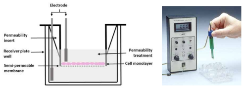 세포저항값(TEER) 측정을 위한 Epithelial Voltohmmeter 사용법