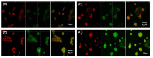 입자크기별 나노입자의 Caco-2 세포투과 confocal 분석결과. (a) free coumarin-6 (b) 200 nm (c) 400nm (d) 600 nm