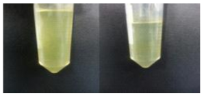 제조 된 curcumin nanocrystal