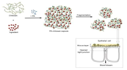 키토산-피틴산의 ionic gelation을 이용한 캡슐 제조 및 생리활성물질 전달 모식도