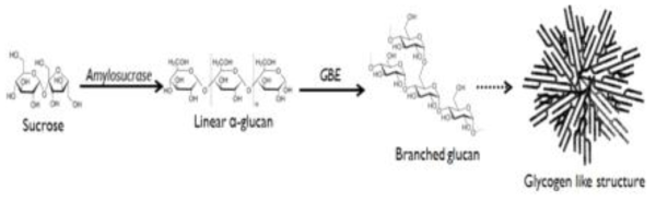 생촉매적 반응을 통한 글리코겐유사입자의 생성 모식도