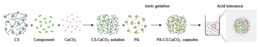 탄산칼슘 적용 캡슐의 안정성 향상 예상 모식도