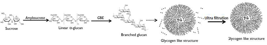 Amylosucrase와 branching enzyme의 반응으로 생성된 글리코겐 유사입자