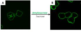 Amylosucrase 반응 시간에 따른 전분입자의 내부 양상