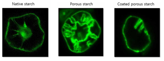 CLSM을 이용한 코팅 전후의 다공성 전분입자의 내부형태 분석