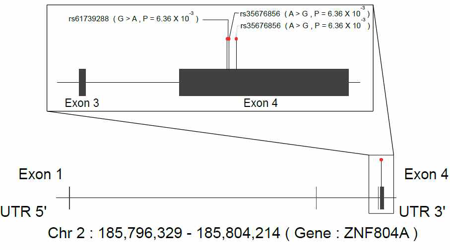 Significant SNPs clustered in exon 4 of ZNF804A gene