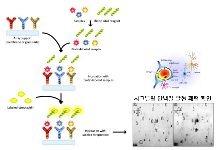 시그널링 단백질 기반의 항체 어레이를 이용하여, 인터넷·게임 중독 특이적인 혈액 시그널링 단백질 발굴
