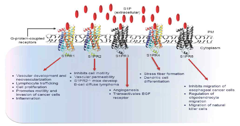 S1PR1 단백질의 생리학적 기능